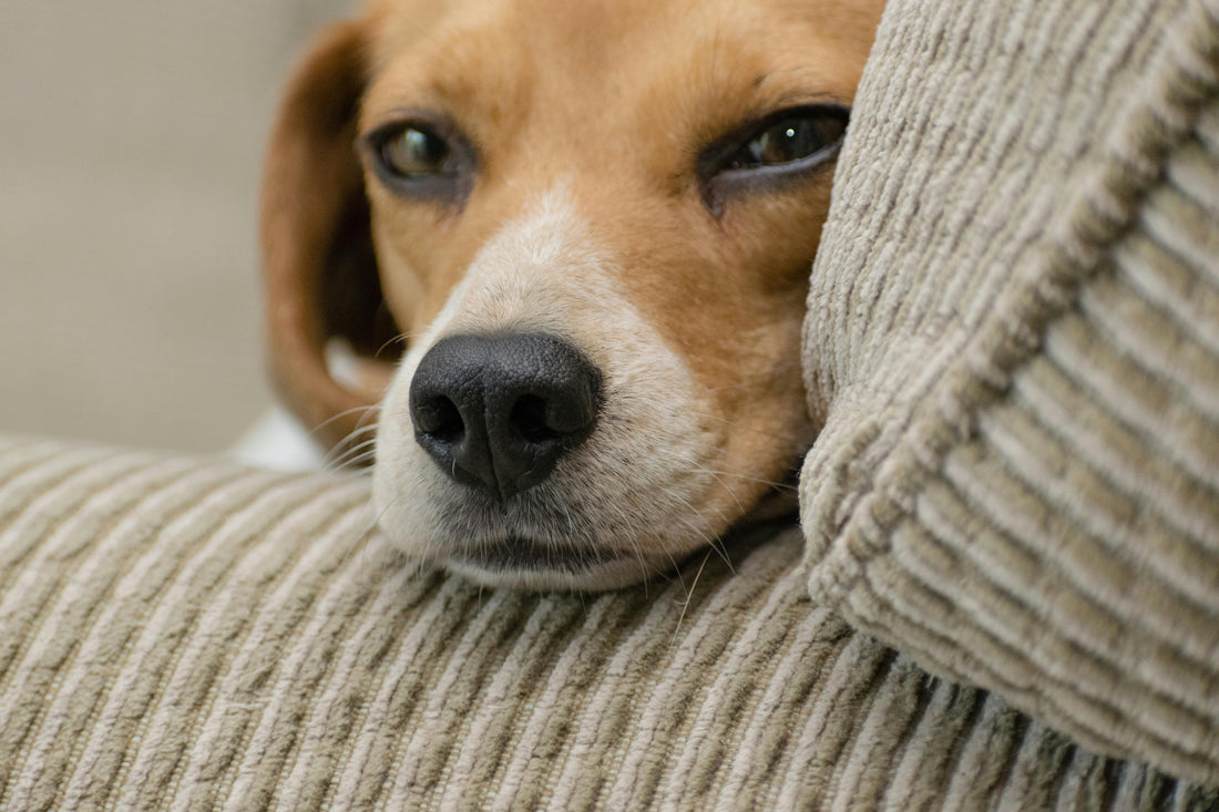 Chien marron et blanc, couché dans un panier en tissu, museau posé sur le panier